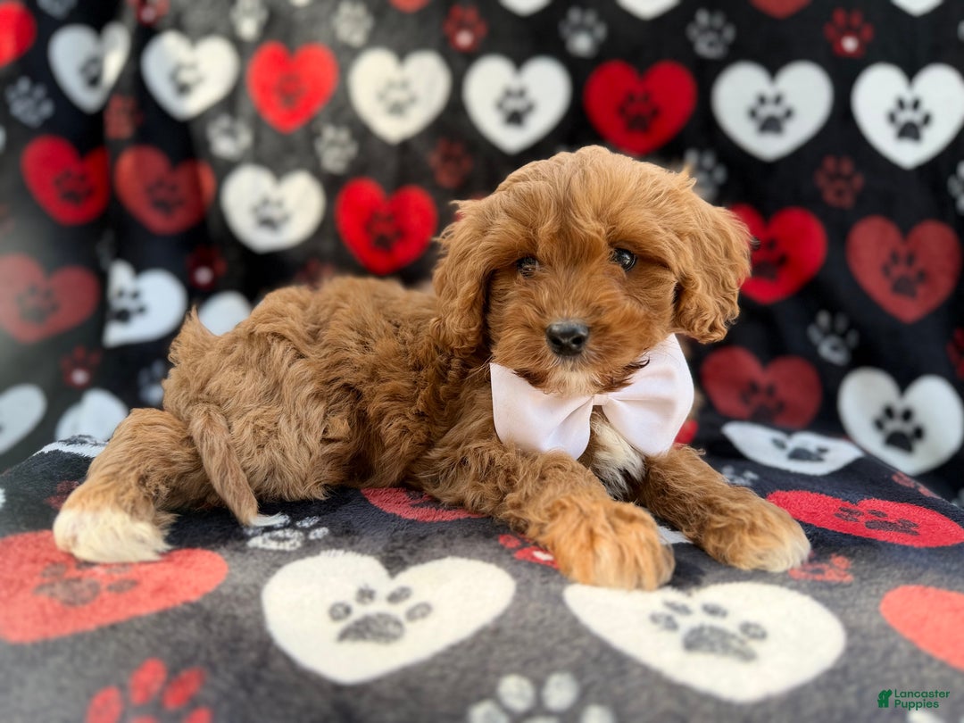 Cavapoo dogs for sale: Doc - Ad 5