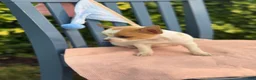 Chihuahua dogs for sale: Honey - Ad 10