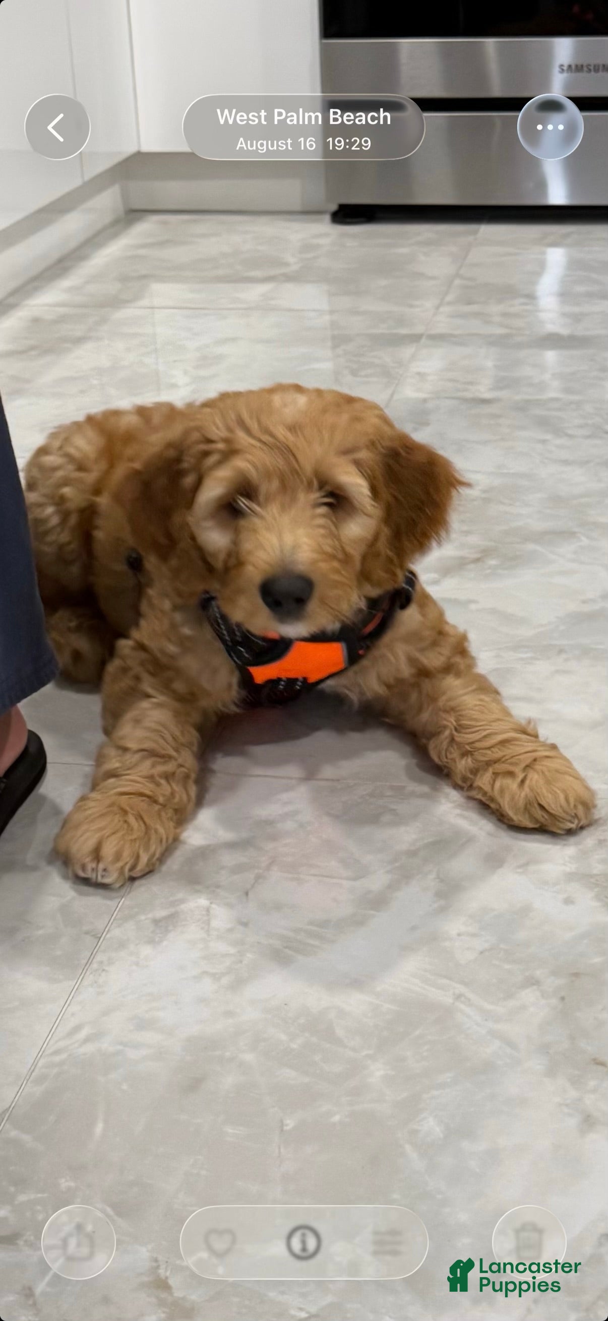 Goldendoodle dogs Cooper - Ad 2