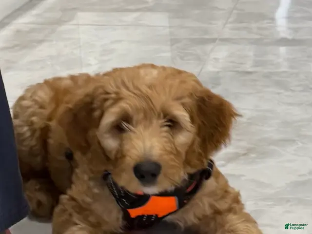 Goldendoodle dogs Cooper - Ad 2