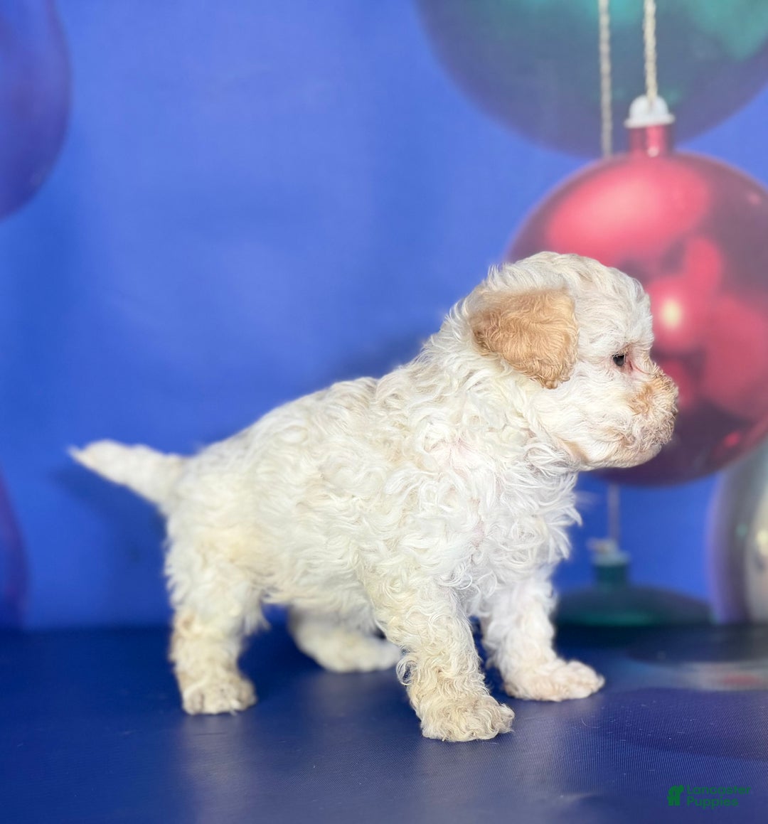 Toy Poodle dogs for sale: ACA DNA crème brûlée - Ad 4