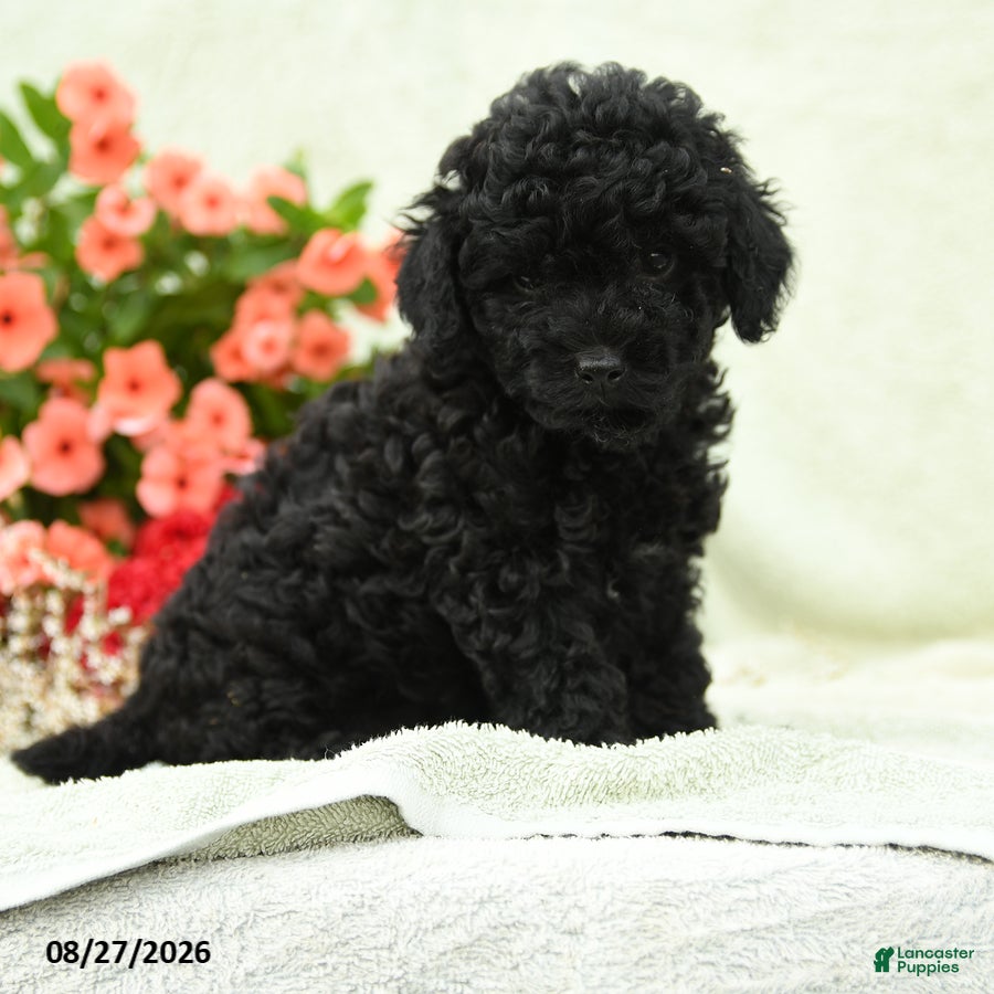 Toy Poodle dogs Wolfgang - Ad 1