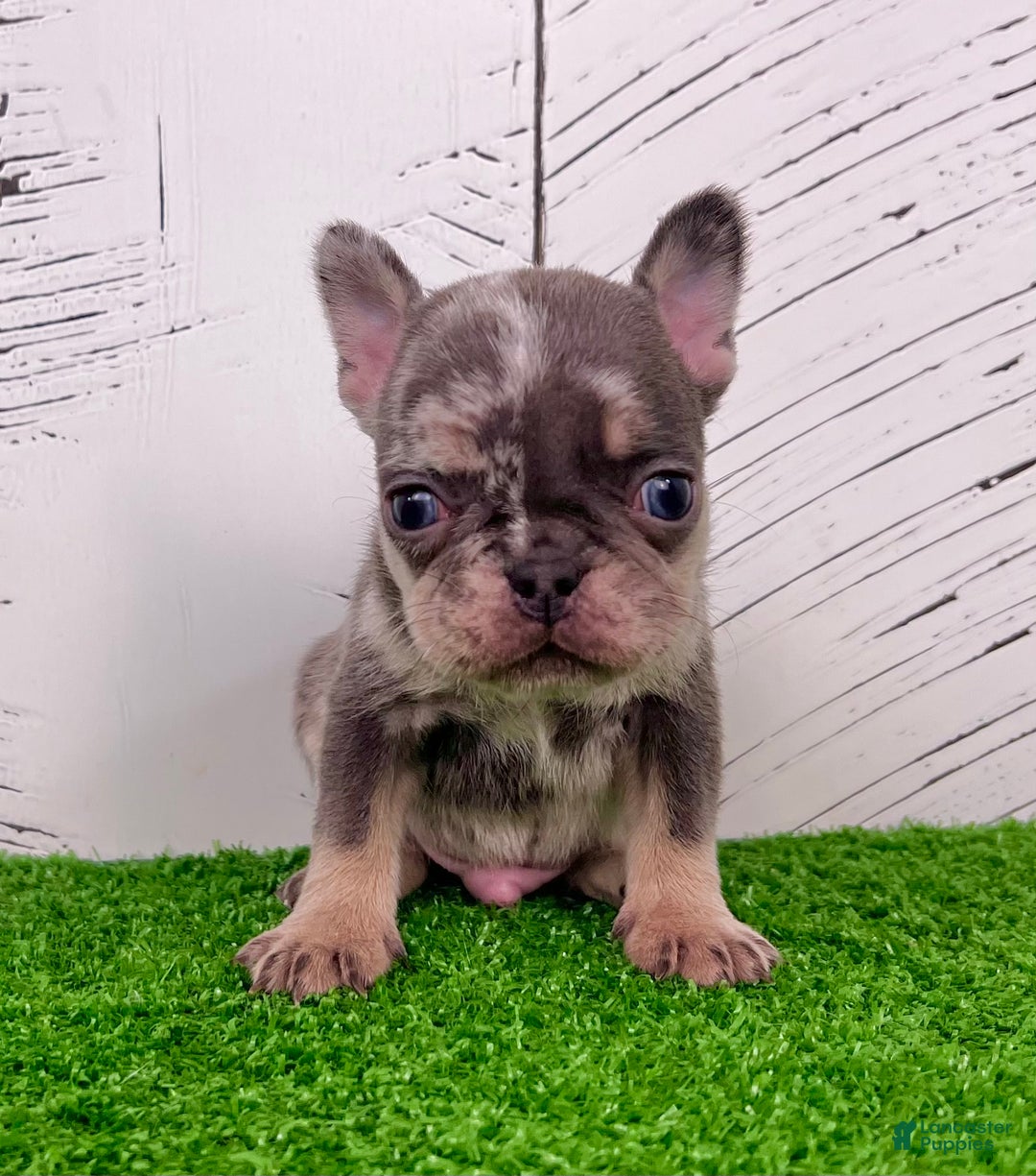 French Bulldog dogs for sale: Damon - Ad 4