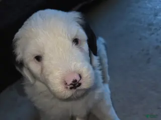 Sheepadoodle dogs Cooper - Ad 13