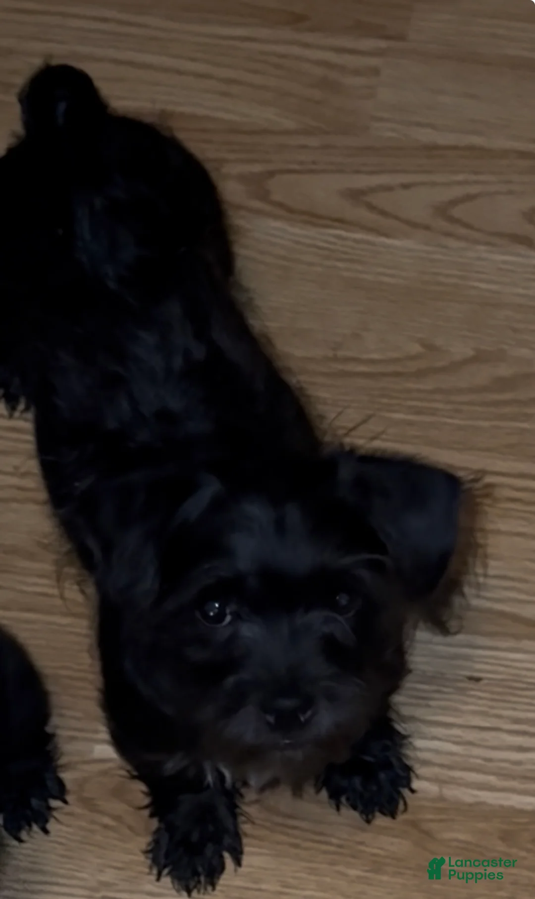 Shihpoo dogs for sale: Shihpoo Puppy 3 - Ad 6