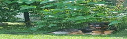 German Shepherd dogs for sale: German Shepherd 1 - Ad 5