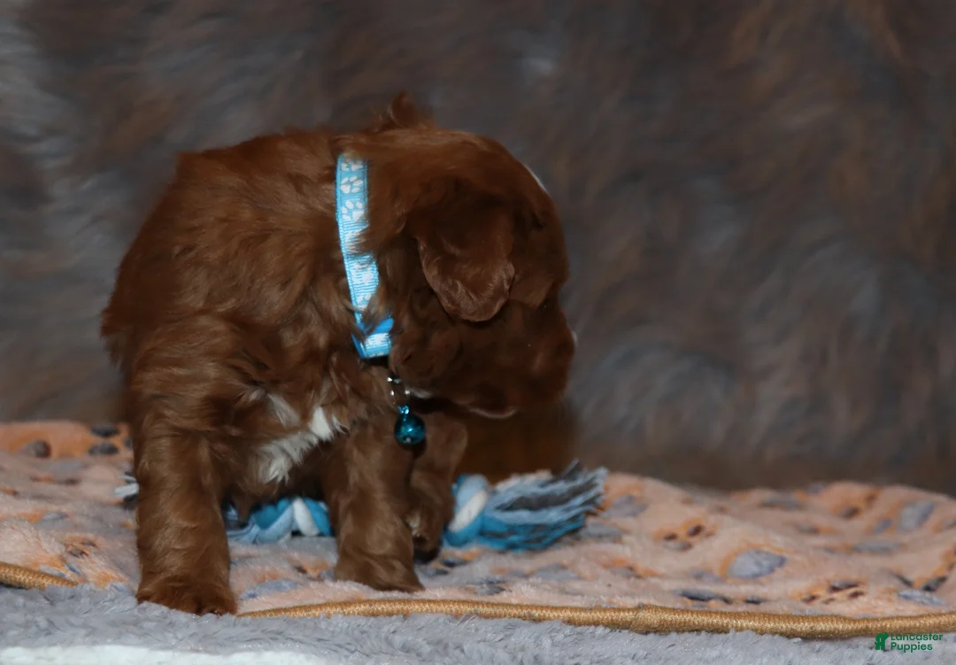 Mini Goldendoodle dogs for sale: Waylon 💙 Genetic Clear Parents - Ad 21