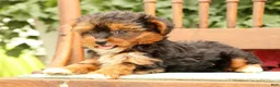 Morkie dogs for sale: Dixie - Ad 4