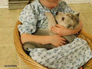 German Shepherd dogs - Ad 41