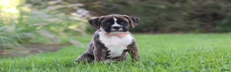 Boxer dogs for sale: Lacy - Ad 4