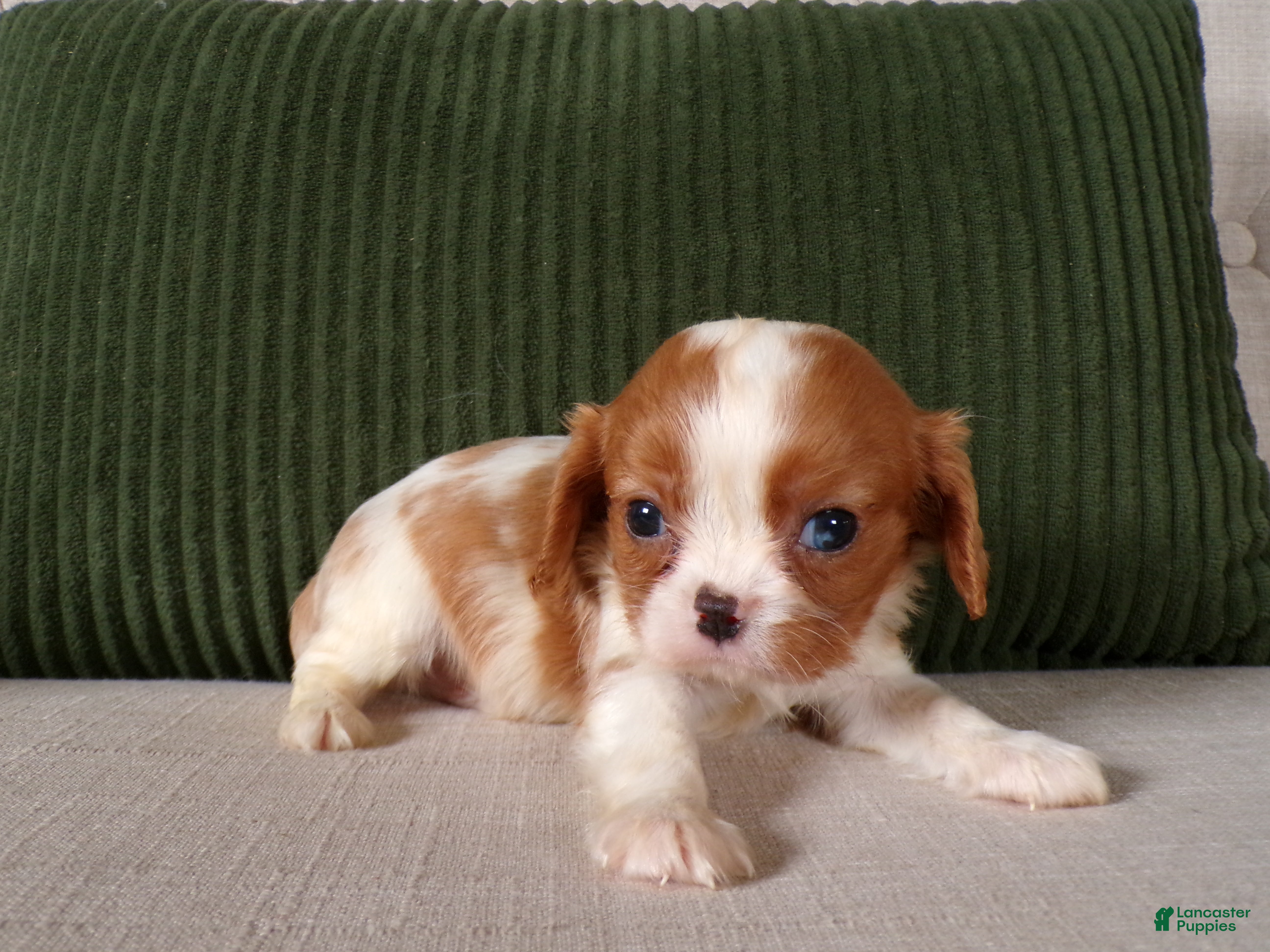 Cavalier King Charles Spaniel dogs Quillin - Ad 1