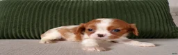 Cavalier King Charles Spaniel dogs for sale: Quillin - Ad 1