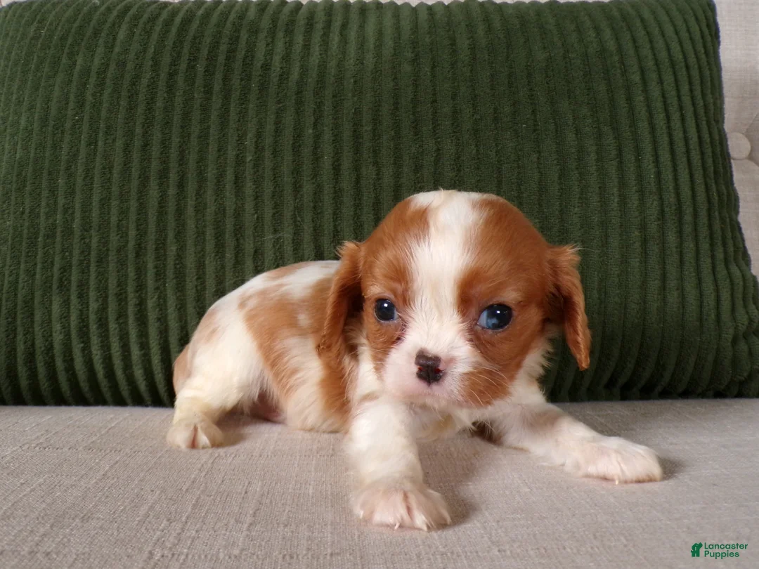 Cavalier King Charles Spaniel dogs for sale: Quillin - Ad 1