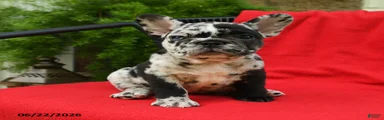 Carlotta