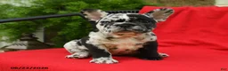 French Bulldog dogs for sale: Carlotta - Ad 1