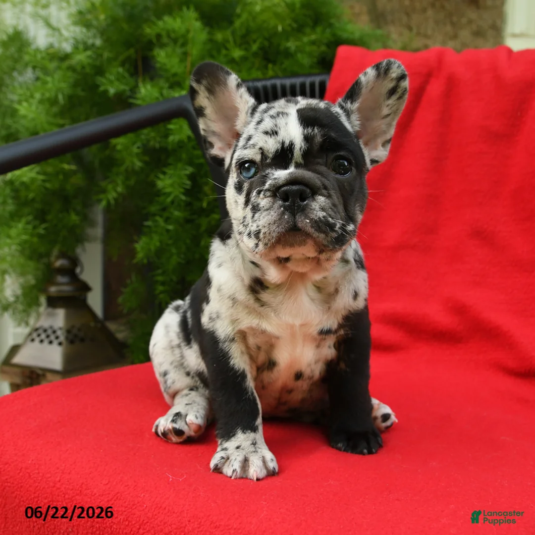 French Bulldog dogs for sale: Carlotta - Ad 1