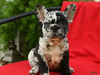 French Bulldog dogs for sale: Carlotta - Ad 2