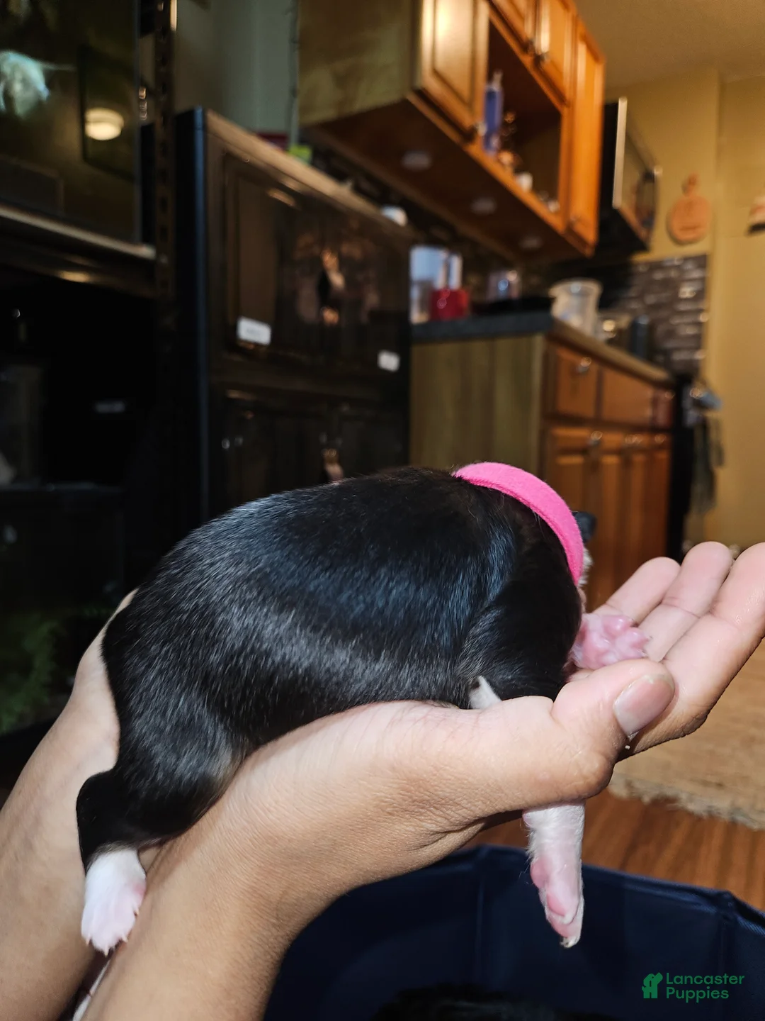 Miniature Australian Shepherd dogs for sale: Ruby - Ad 2