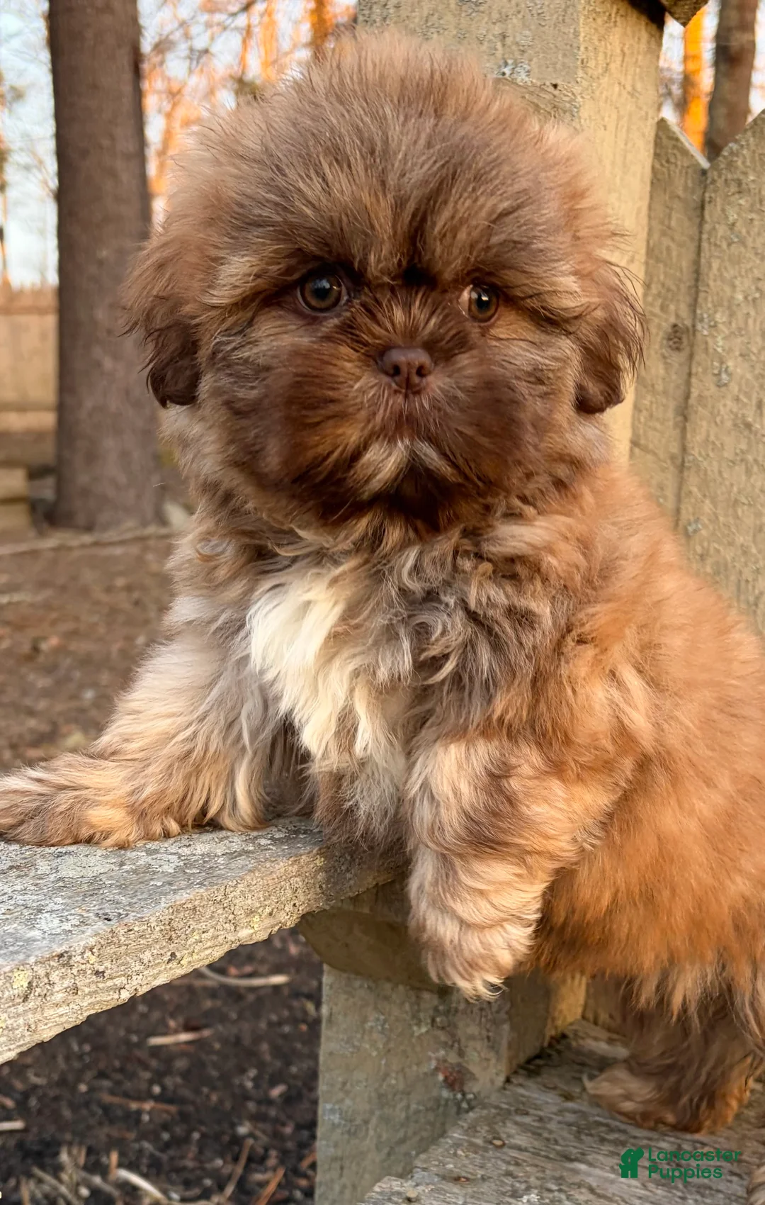 Shih Tzu dogs for sale: 💙 IN BOSTON MASSACHUSETTS AREA 💙 PUREBRED CHOCOLATE SHIH TZU 💙 ESTIMATED ADULT SIZE 10-12 LBS 💙 - Ad 6