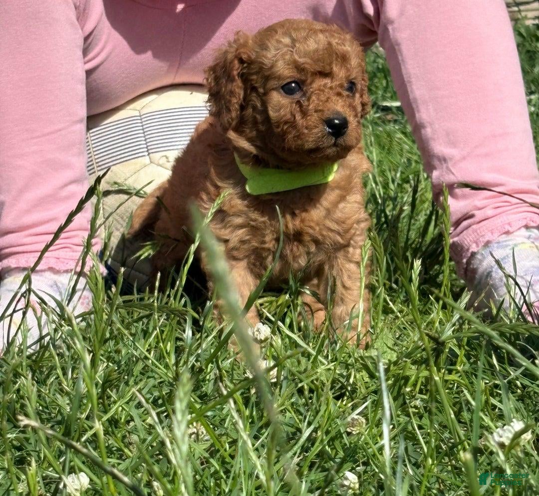 Cavapoo dogs Hanna - Ad 12