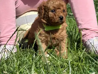 Cavapoo dogs Hanna - Ad 12