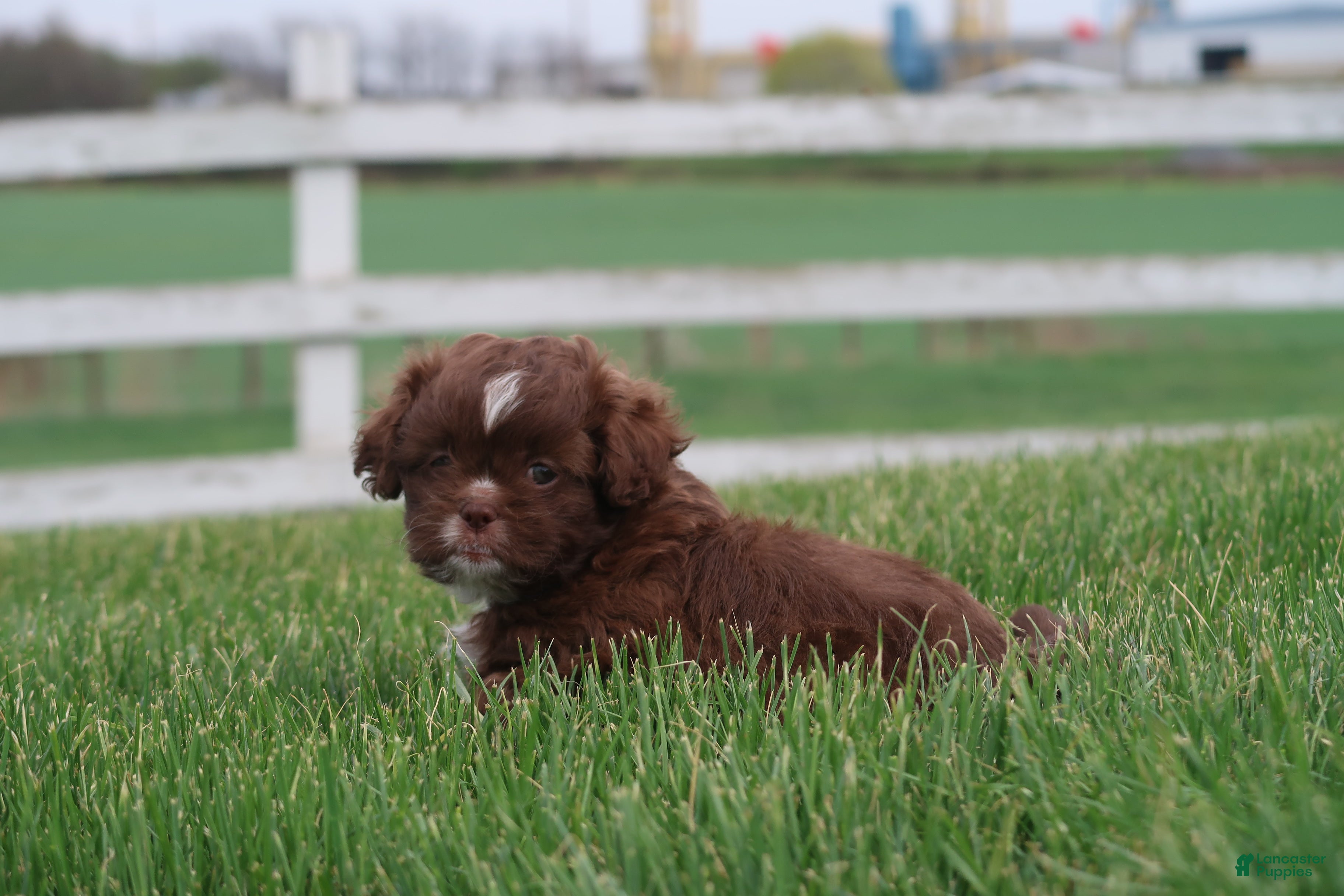 Shihpoo dogs Zed - Ad 1