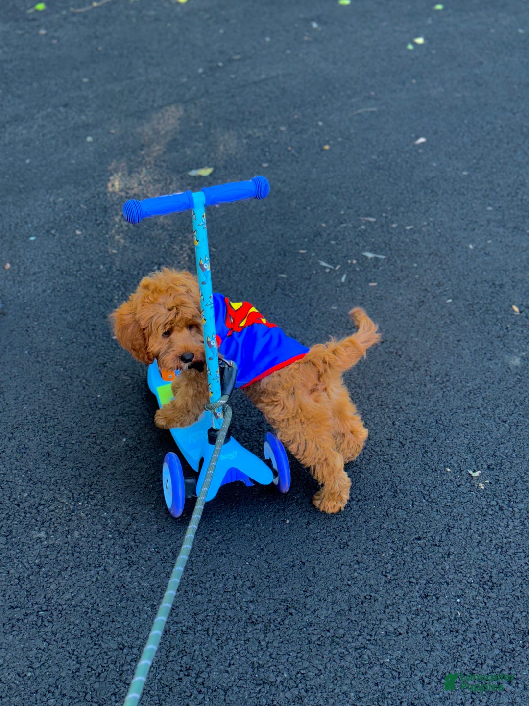 Cavapoo dogs for sale: Cavapoo Puppy 1 - Ad 7