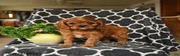 Cavalier King Charles Spaniel dogs for sale: Rusty - Ad 4