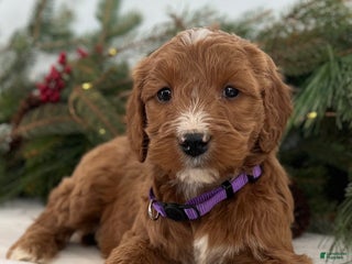 Irish Doodle dogs Aspen - Ad 3