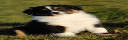 Australian Shepherd dogs for sale: Clara - Ad 21