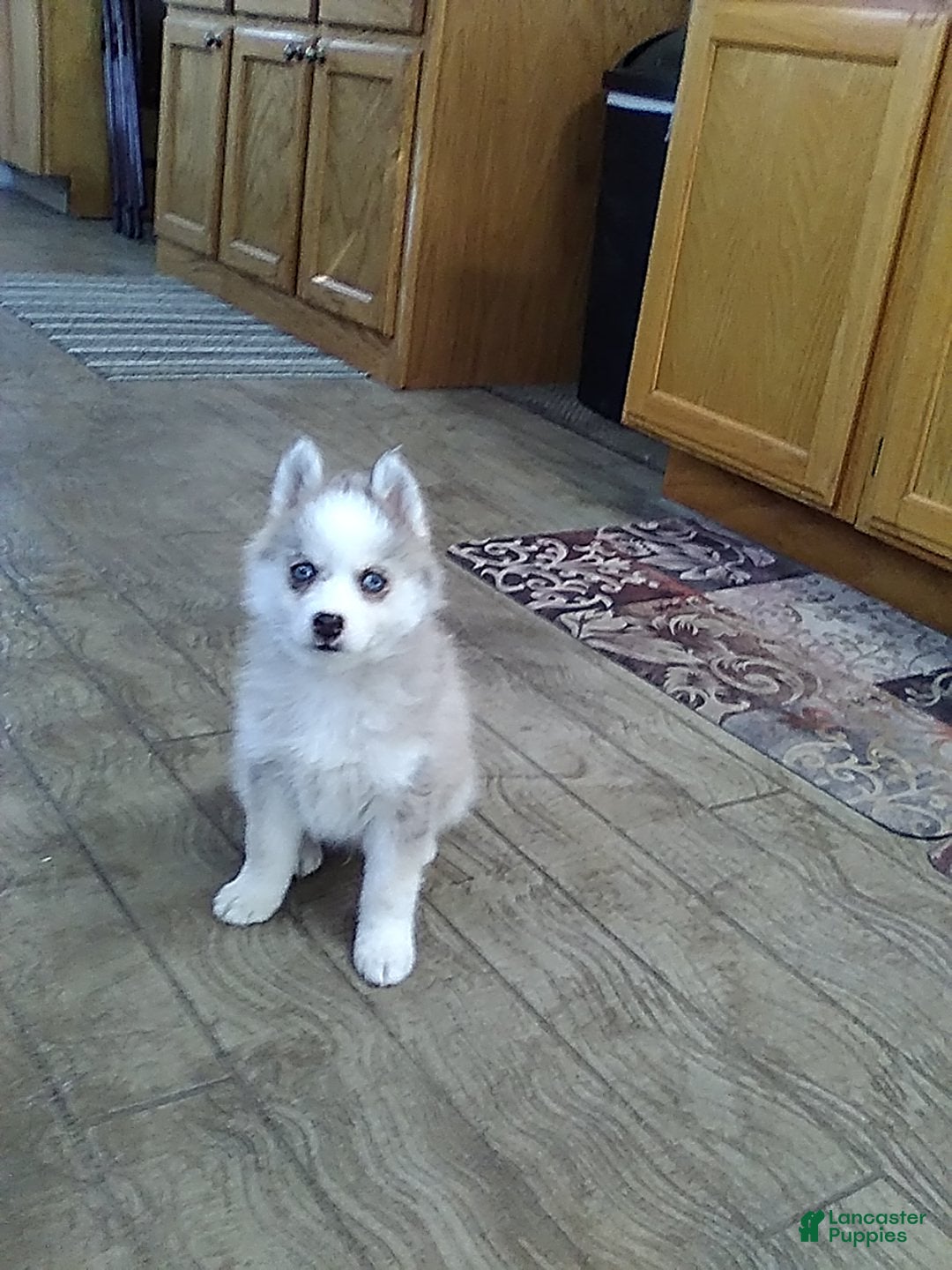 Gallery Image {{count}}