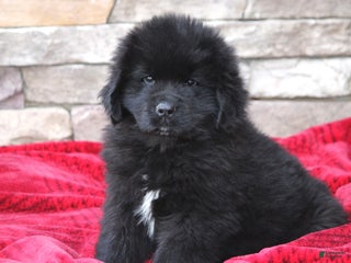 Newfoundland dogs Pax - Ad 8