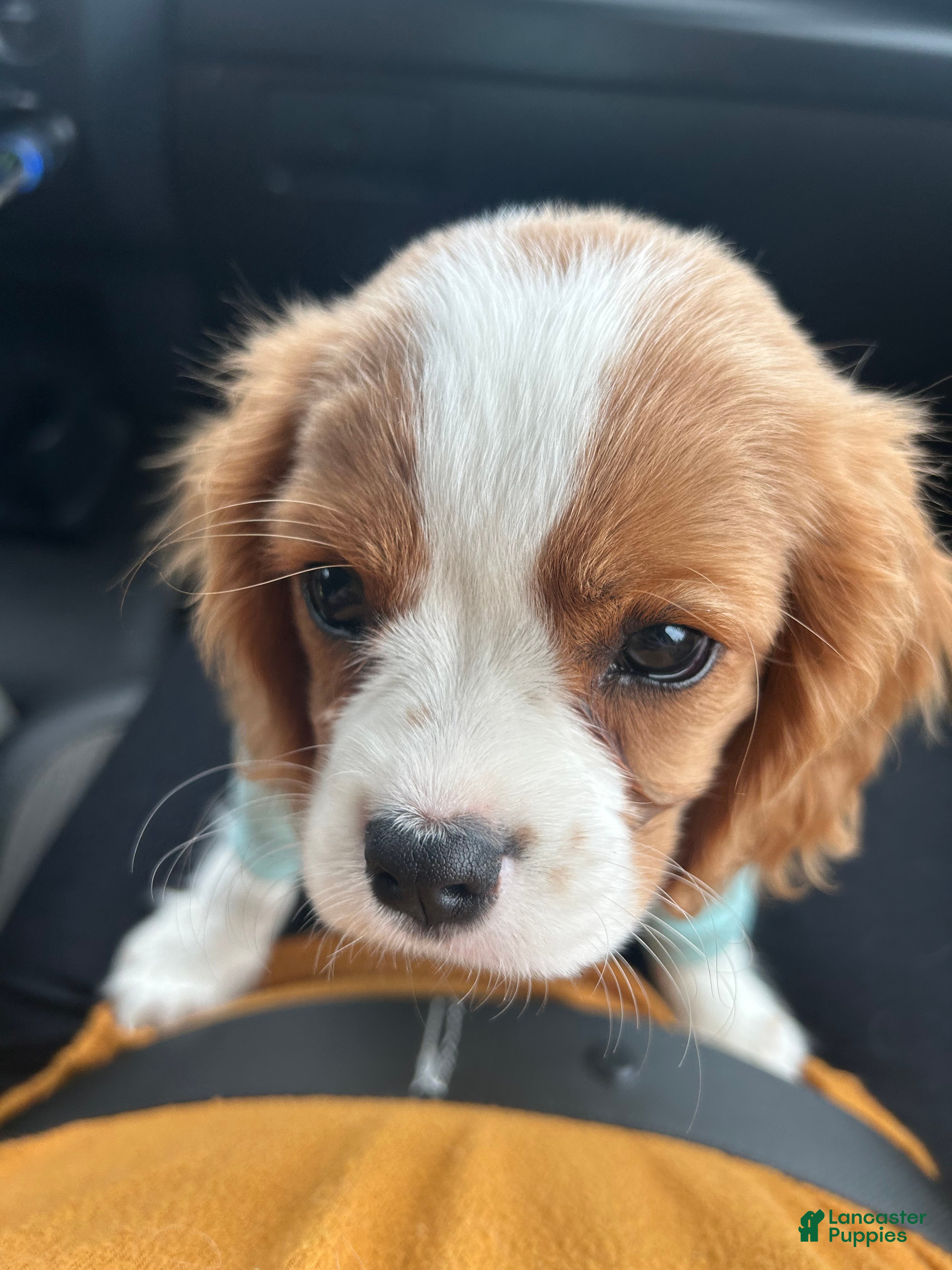 Cavalier King Charles Spaniel dogs Teddy - Ad 31