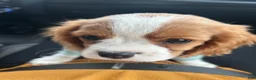 Cavalier King Charles Spaniel dogs for sale: Teddy - Ad 1