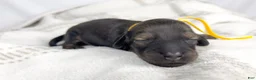 Miniature Dachshund dogs for sale: Sundae - Ad 4