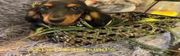 Miniature Dachshund dogs for sale: Miniature Dachshund Puppy 5 - Ad 4