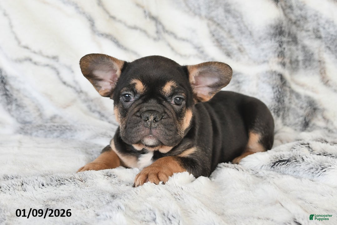 Mixed Breed dogs for sale: Nate - Ad 3