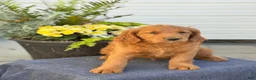 Goldendoodle dogs for sale: Tripp - Ad 4