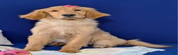 Golden Retriever dogs for sale: Bethany - Ad 1