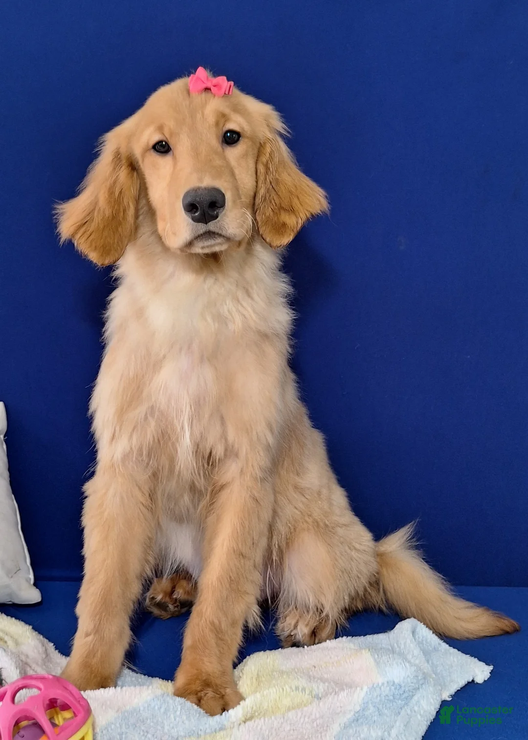 Golden Retriever dogs for sale: Bethany - Ad 1
