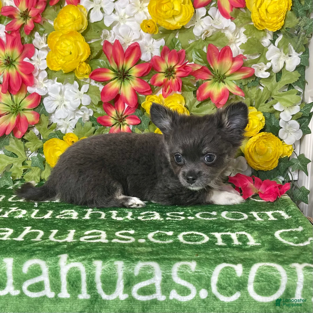 Chihuahua dogs for sale: Fiona Blue Tricolor Long Coat - Ad 1