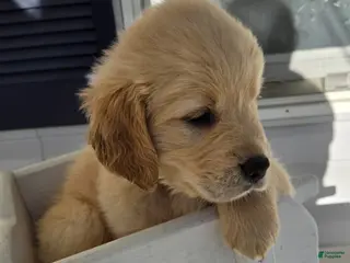 Golden Retriever dogs Golden Retriever Puppy 2 - Ad 30