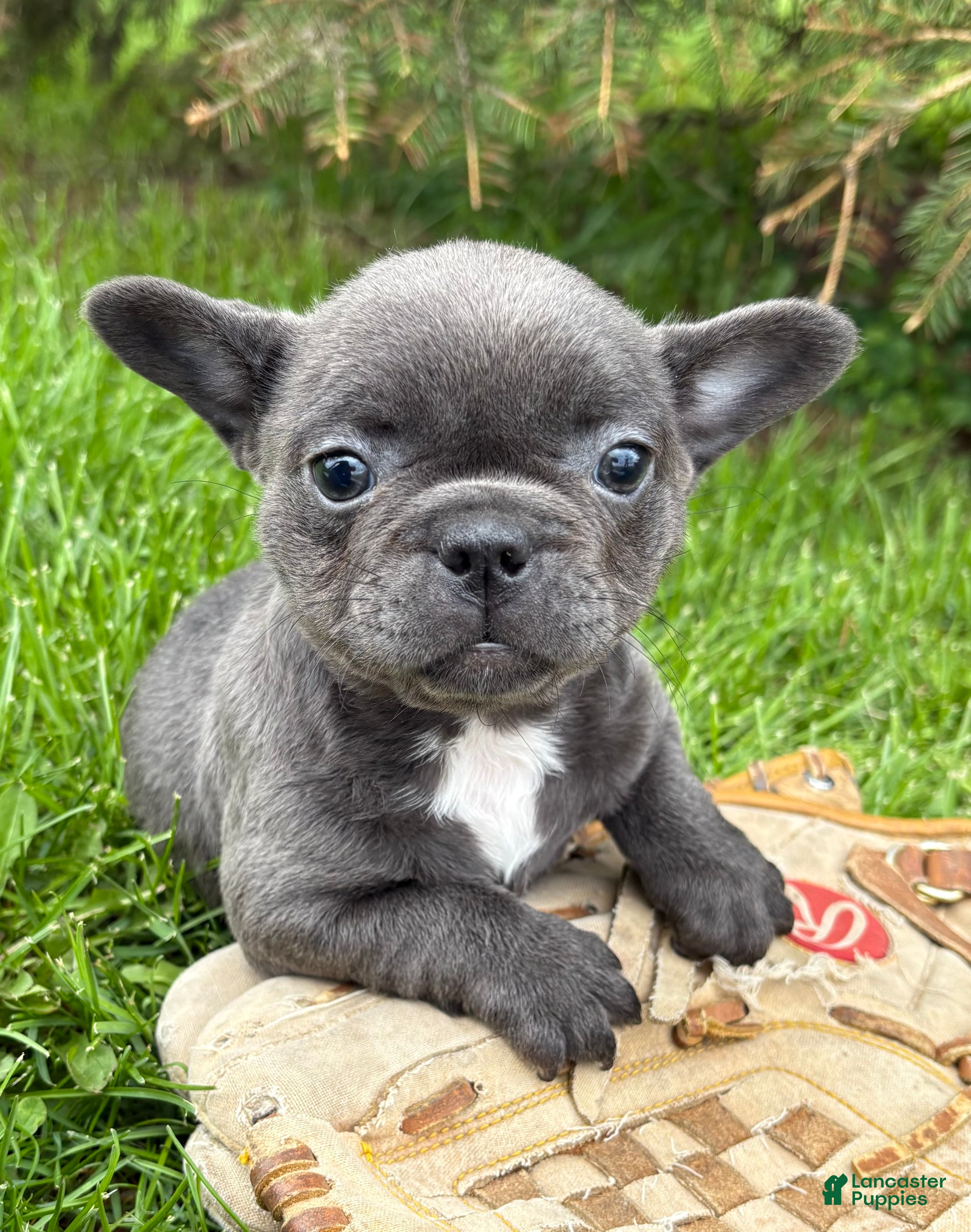 French Bulldog dogs Gigi - Ad 2