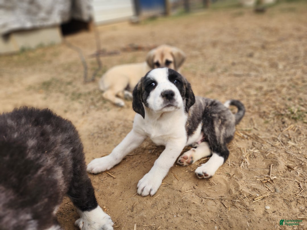 Anatolian Shepherd dogs for sale: AKC Blue 2025 M2 ASD puppy - Ad 8