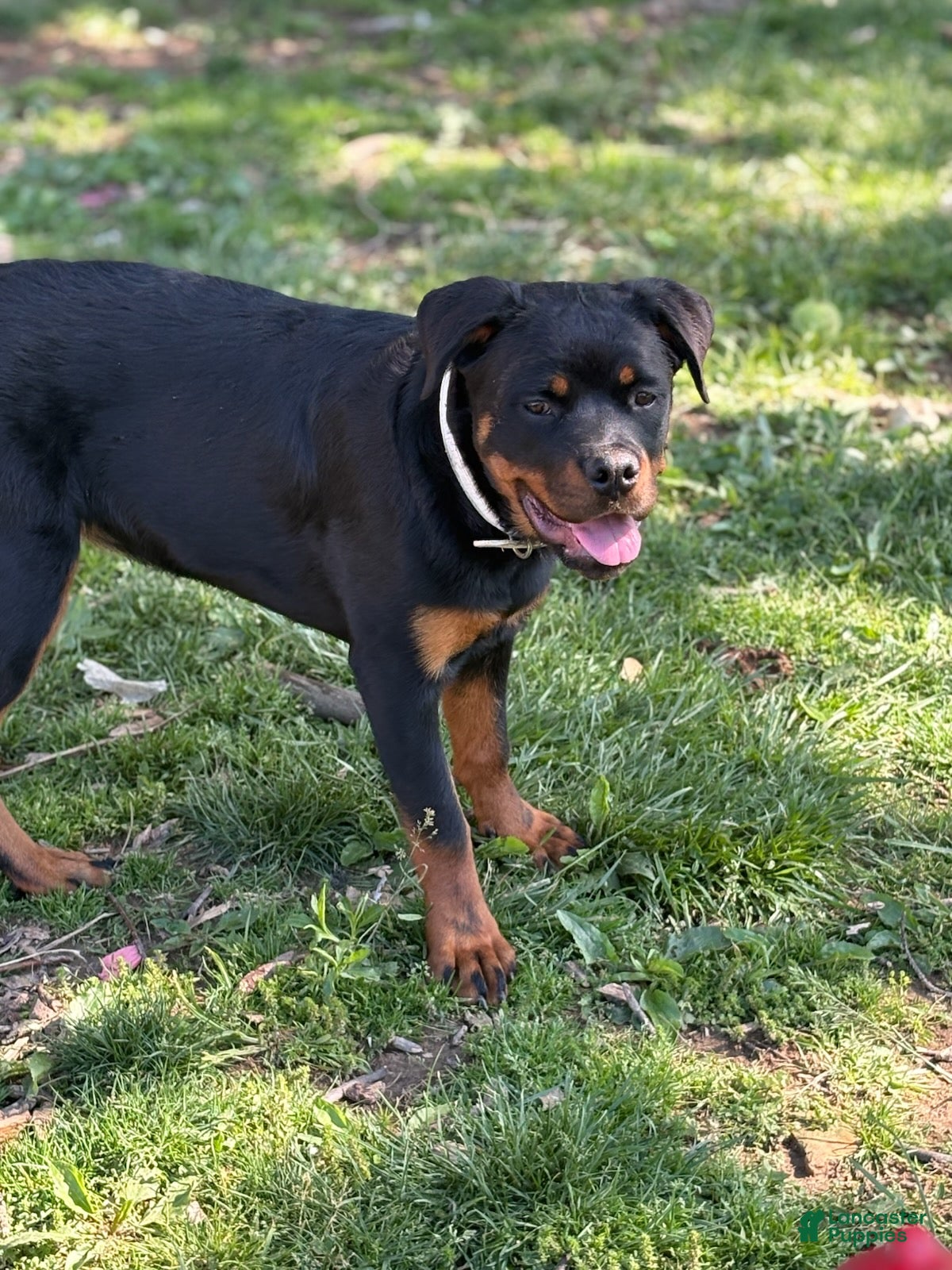 Rottweiler dogs White Collar - Ad 2