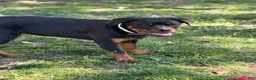 Rottweiler dogs for sale: White Collar - Ad 2