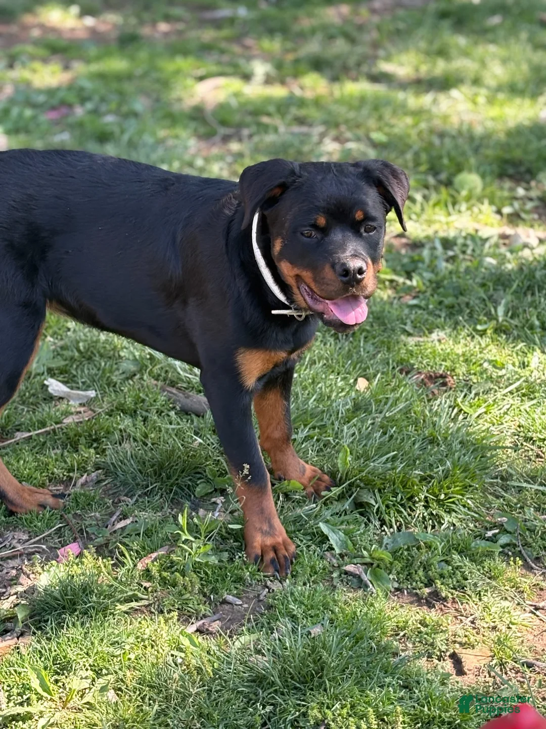 Rottweiler dogs for sale: White Collar - Ad 2