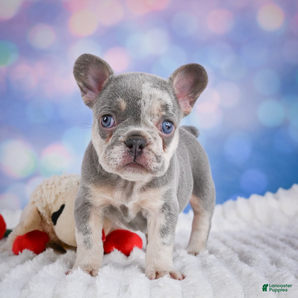 French Bulldog dogs Daffidill - Ad 1