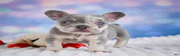French Bulldog dogs for sale: Daffidill - Ad 3