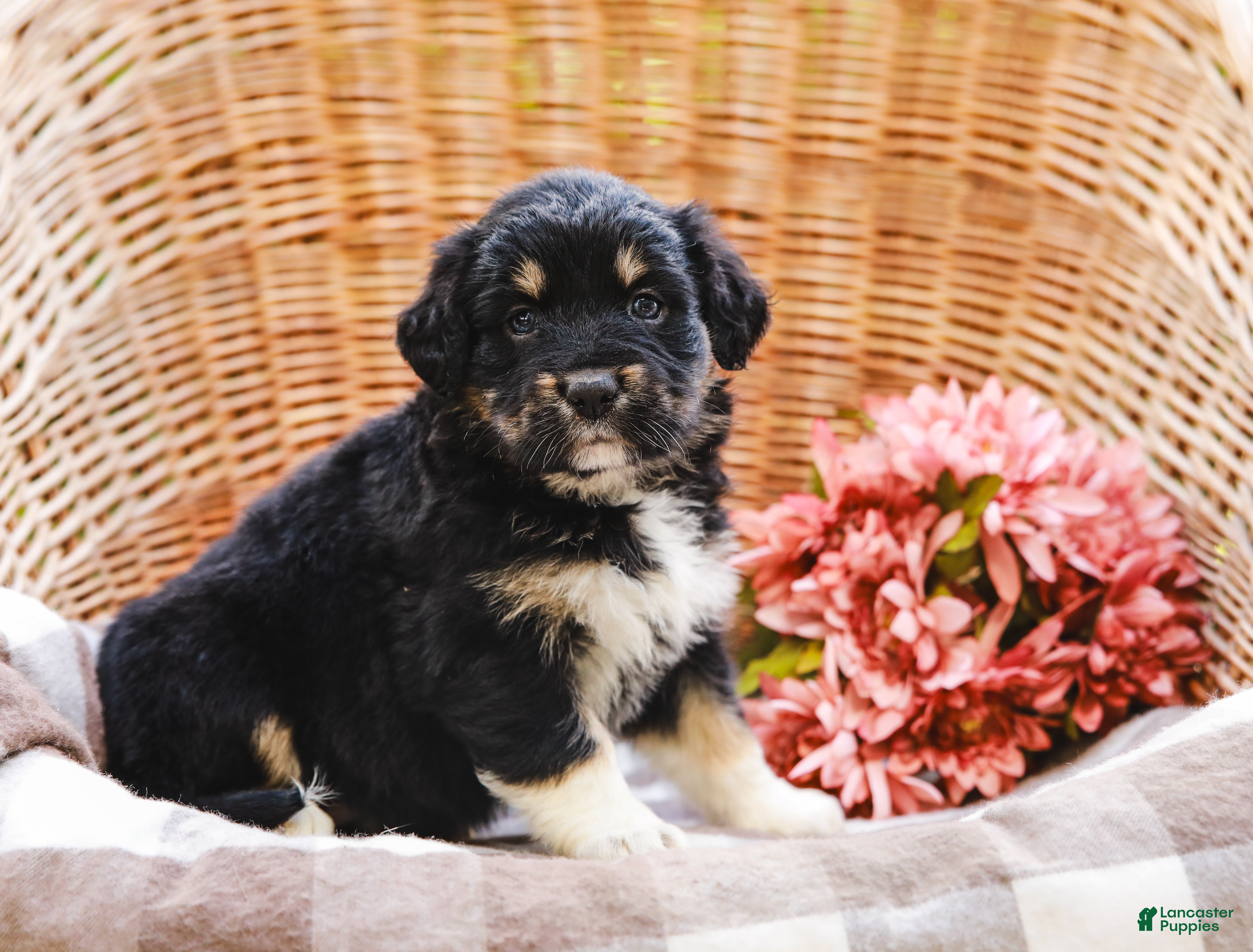 Aussiedoodle dogs Paige Standard Sized - Ad 2